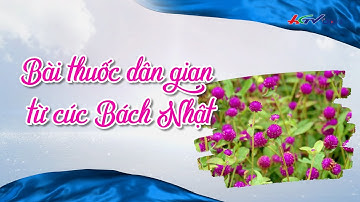 Bài thuốc dân gian từ cúc Bách Nhật | Thuốc quý quanh ta | Truyền hình Hậu Giang