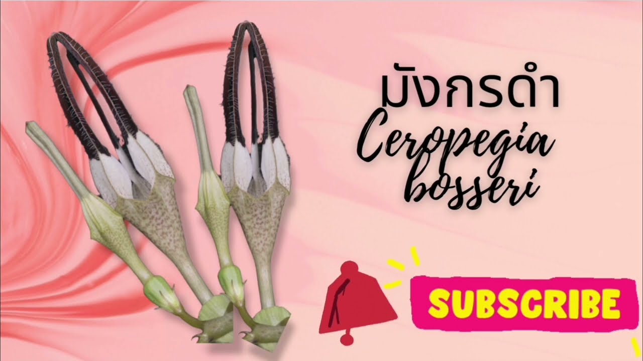 EP​ 115 มังกรดำ Ceropegia​ bosseri​