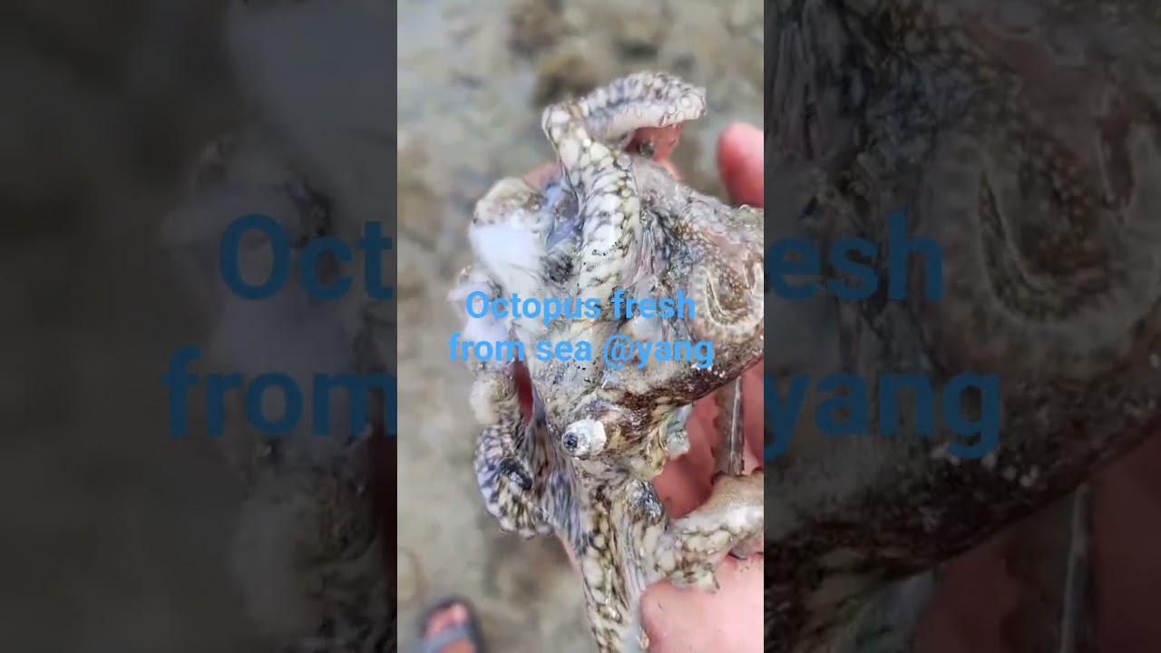 octopus fresh from the sea #viralvideo #trendingshorts #shorts #viral #shots