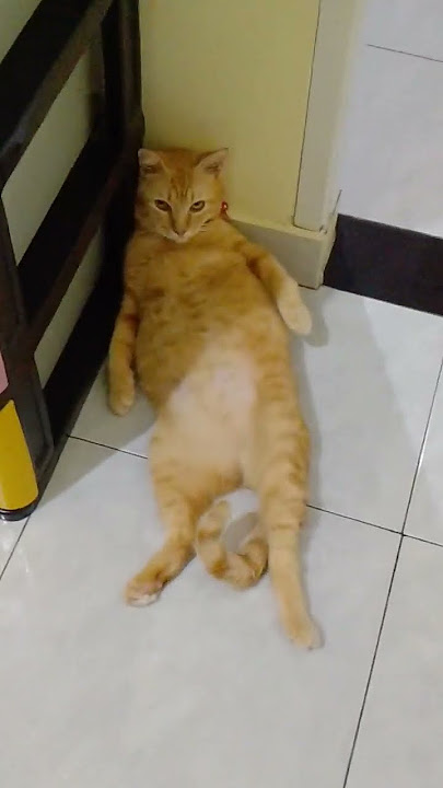 Woi lagi santai kawan!🤣🤣🤣