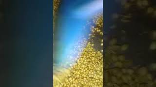 Home Made Masala That Gives You Benifits Mummys Kitchen