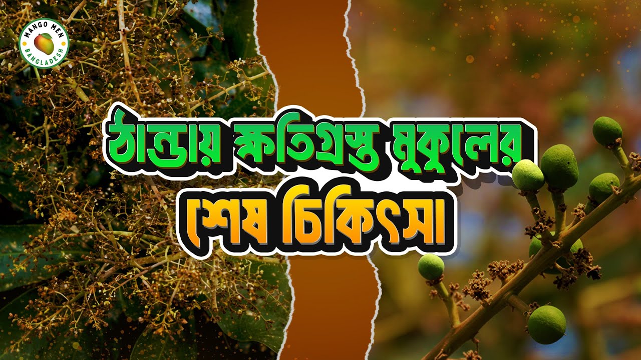 ঠান্ডায় ক্ষতিগ্রস্ত মুকুলে গুটি আনার কার্যকর স্প্রে | Cold Injury Management