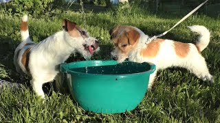 Jack Russell Terrier plays with water / Funny dog videos