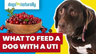 What To Feed A Dog With A UTI