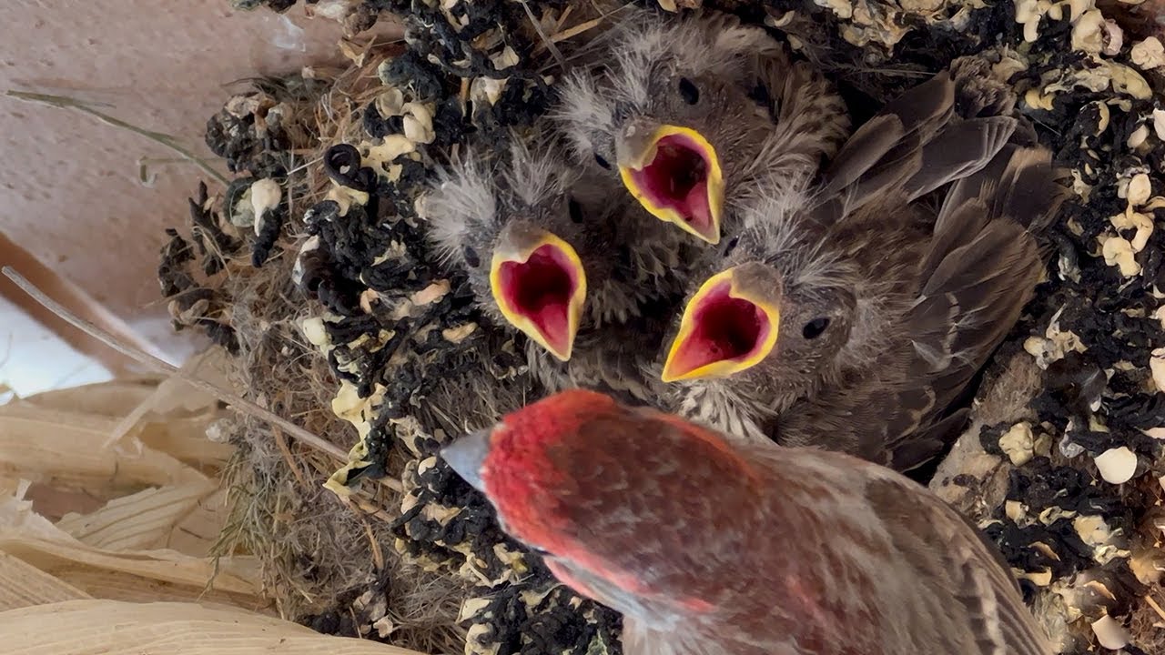 house finch BABY BIRDS grow up under our balcony 🪺 YouTube