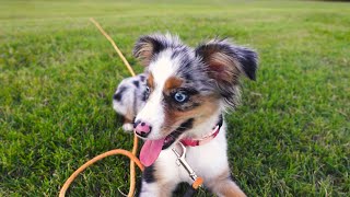 Australian Shepherd Puppy Training - How to socialize & have fun at the park by Lost Down Yonder 76 views 1 year ago 6 minutes, 58 seconds