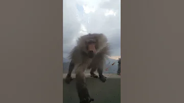 احذرو اللعب مع قرود البابون بالسعودية Beware Balloon Monkeys In Saudi Arabia 