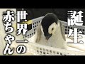 【超貴重映像】世界一大きなペンギンの赤ちゃんが誕生【エンペラーペンギン】