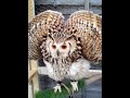 bengal the bengal eagle owl angry bird