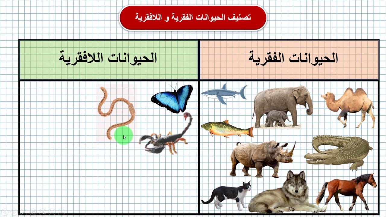 التالية يصنف مجموعة في اللافقارية الحيوانات أي الحيوانات مجموعه من