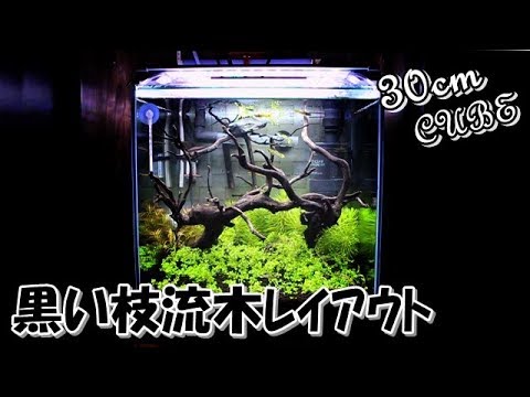 Black Branchwood 30 キューブ水槽 シンプルな黒い枝流木 Youtube