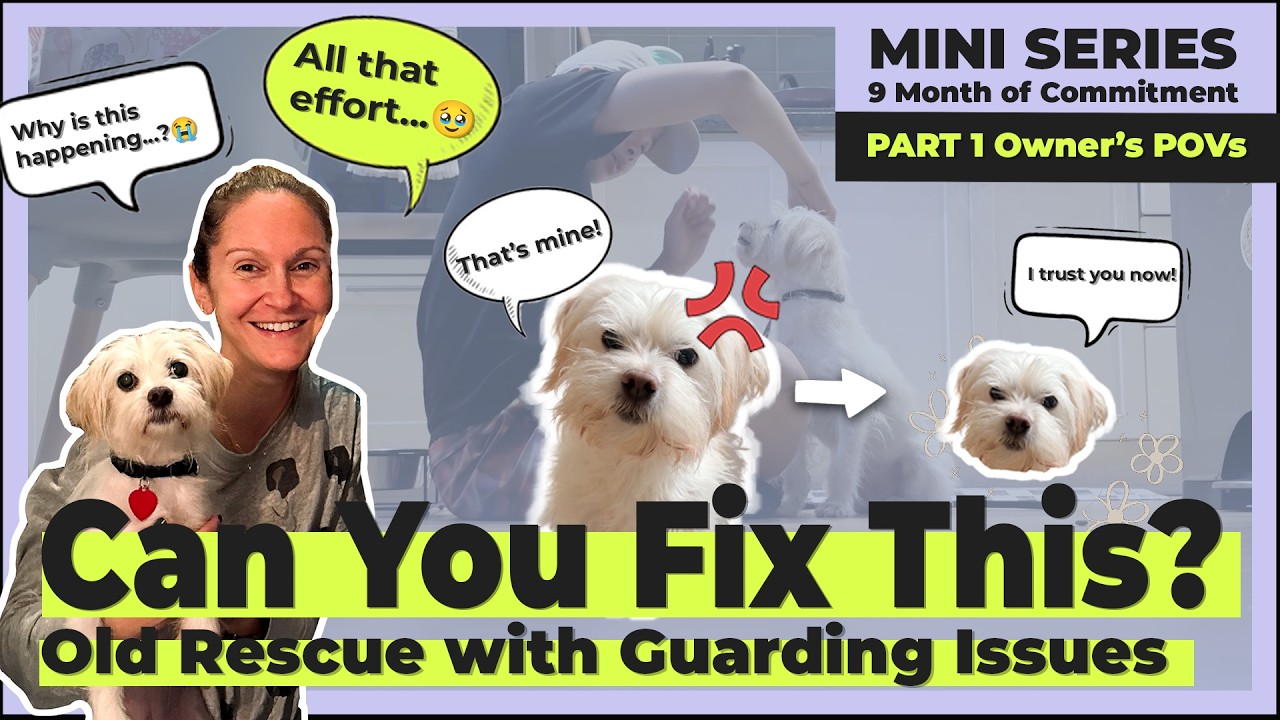 Training an old rescue with resource guarding