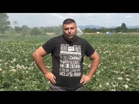 Video: Kako se ubija zračni krompir?