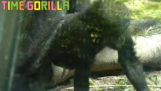 【Gorilla ASMR】1 hour together with the omnibus Kintaro【kyoto city zoo Gentaro Genki】総集編　キンタロウと一緒に時間