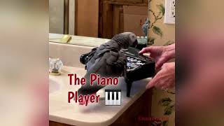 Einstein the piano playing parrot