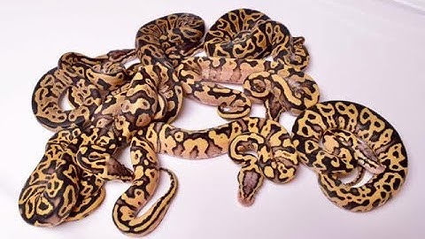 2019 Clutch #10 Firefly Leopard to Fire Yellowbelly