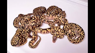 2019 Clutch #10 Firefly Leopard to Fire Yellowbelly