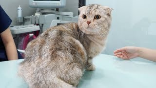 Raon Gets a Checkup and a Bad News (Scottish Folds Hereditary disease)