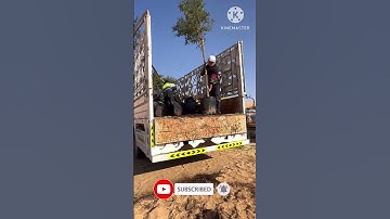 Unloading Trees 🌲❤️🫶👍