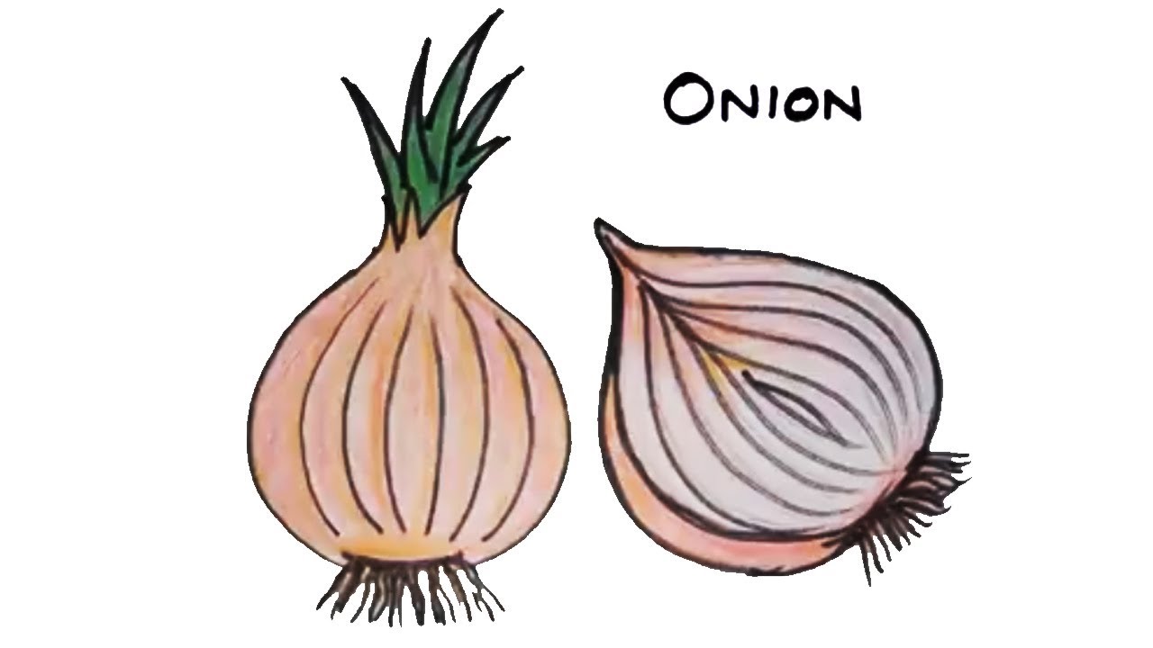 Onion Coloring Pages » Free Download » Artus Art