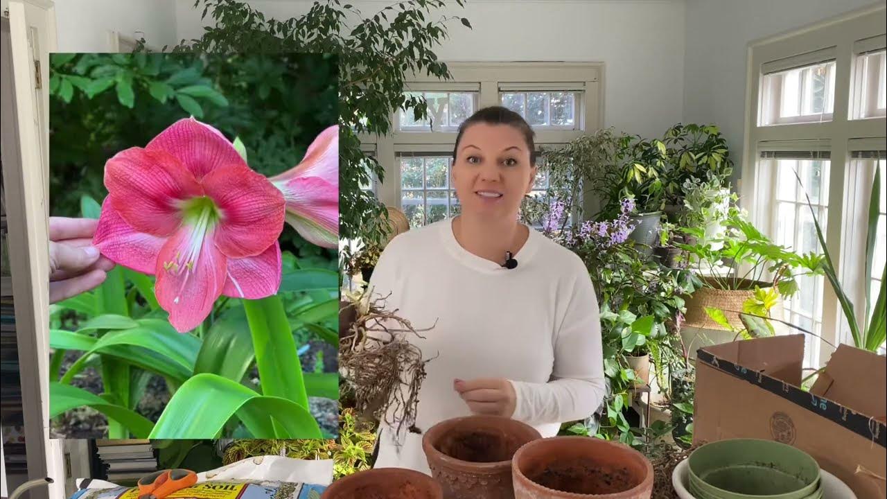 🍃 Planting Amaryllis Amaryllis Dormancy 🍃 YouTube
