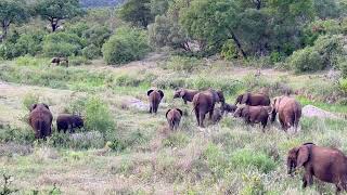 Elephants Feeding In A Riverbed