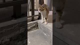 ❤️ “Sokak kedilerine sahip çıkmak, insanlığa sahip çıkmaktır.”#kesfet#keşfetteyiz#keşfetedüş#cat