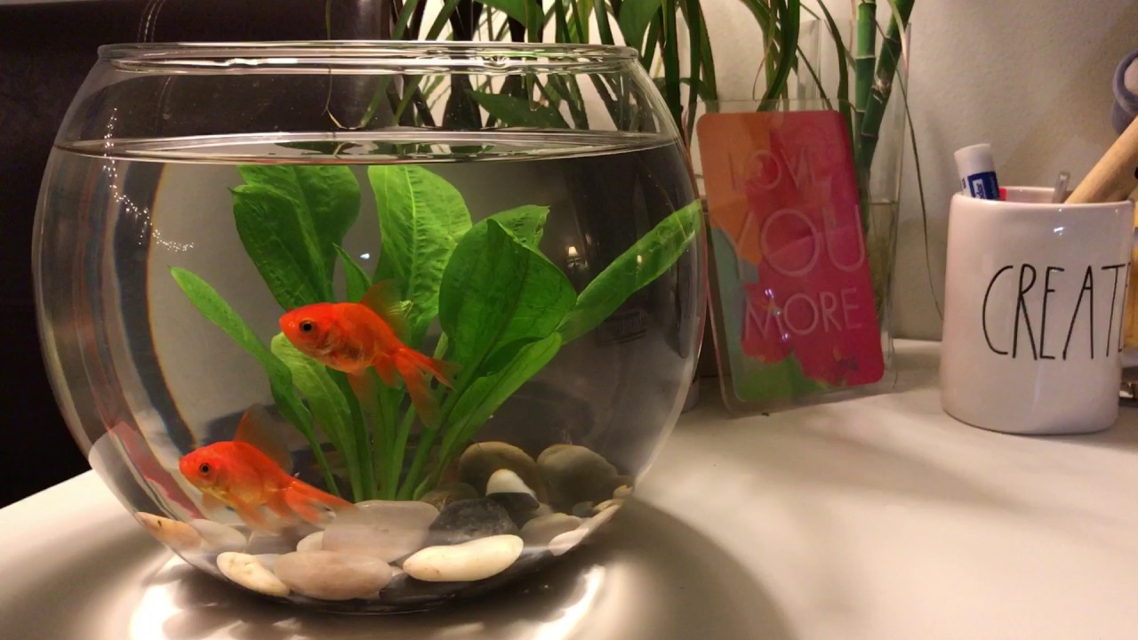 My gold fish bowl - YouTube