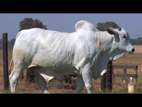 LOTE 144 - 8202 | 42º MEGA LEILÃO ANUAL CARPA TOUROS