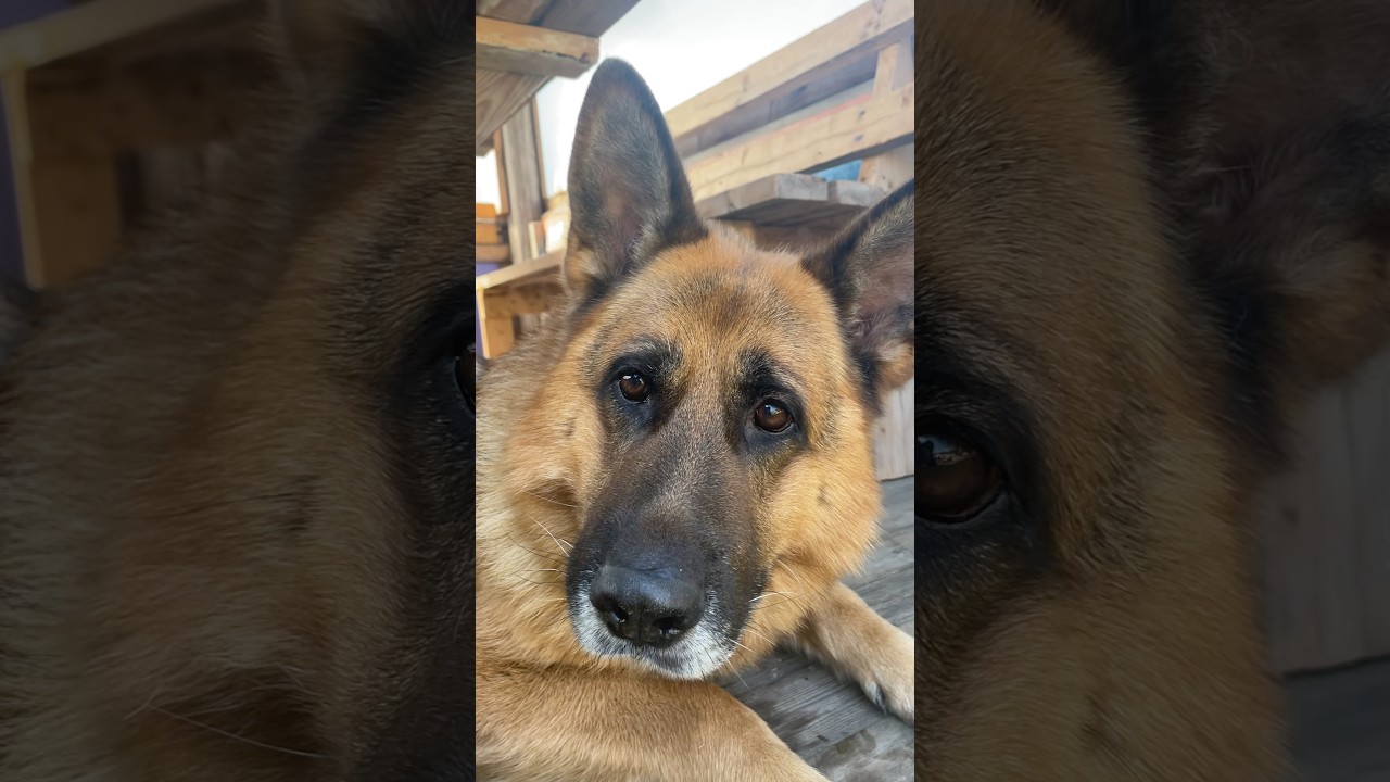 Чей нагетс!?