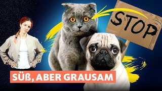 Hunde & Katzen: So machen Züchter unsere Tiere krank! | Quarks