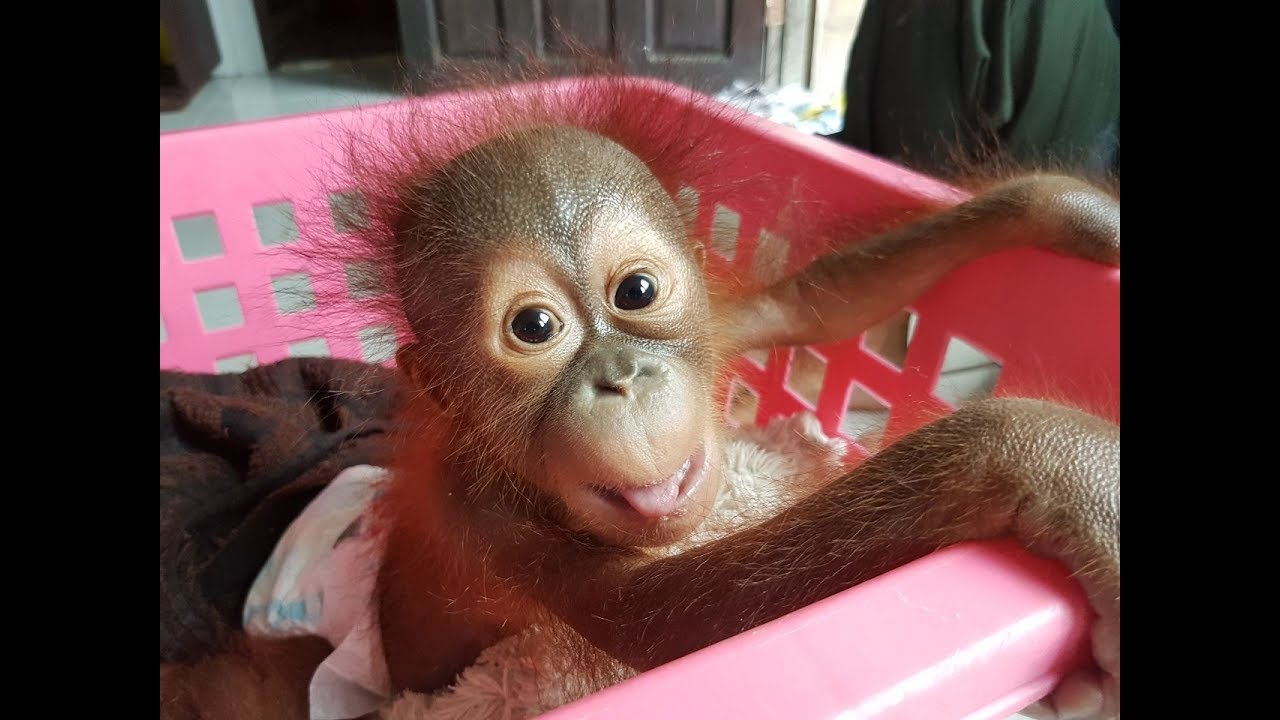 Image result for baby orangutans