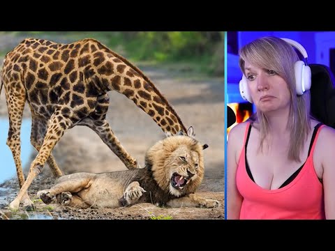 15 Epic And Intense Giraffe Vs Predator Moments Part 1 | Pets House
