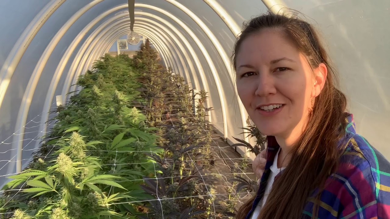 We’re Back! Join our Farm Tour where you can see what it’s like being a cannabis farmer in Oklahoma