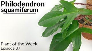 How To Care For Philodendron squamiferum | Plant Of The Week Ep. 37