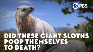 Did These Giant Sloths Poop Themselves to Death