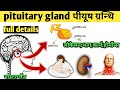 Pitutary gland in hindi||Pituitary gland||pituitary gland hormones||pituitary gland structure