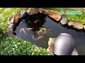 Hồ cá Koi đẹp tự làm trong vườn nhà - Nhỏ nhỏ xinh xinh || Beautiful Koi Pond