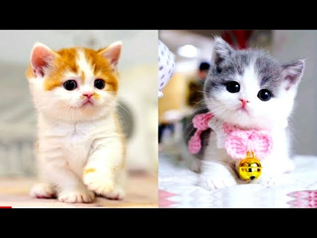 Funny Cats ✪ Cute and Baby Cats Videos Compilation #85 on Make a GIF