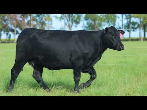 LOTE 173   TAT 1522 F Ultrablack