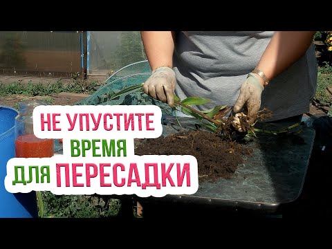 Деление и пересадка лилий осенью! Как правильно сажать лилии осенью?