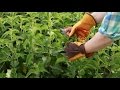 Comment fertiliser son jardin avec des orties 