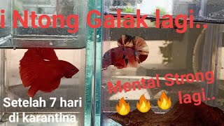 Cara Mudah dan Ampuh agar Ikan Cupang Ngedok (Galak) lagi 🔥🔥🔥