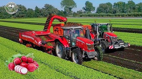 How 110 Million Pounds Of Radishes Are Harvested In America | Agriculture Technology