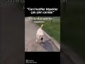 KOPEKLER HAYYATTAN GÖTÜRECEK 