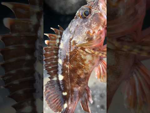 【穴釣り】巨大テトラの隙間から 穴釣り最高 #fishing #穴釣り