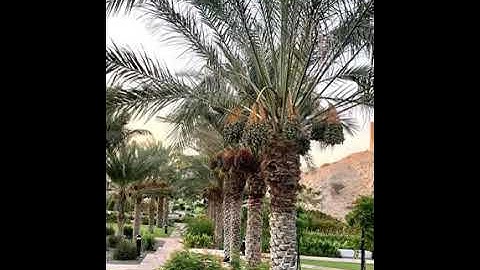 سورة الحشر ٣-٥