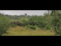 Troupeau de buffles tsavo ouest kenya