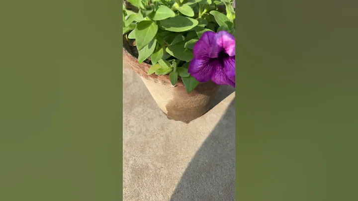 Purple flower of petunia ❤️#flowers #petunia #gardening #nature #trening - DayDayNews