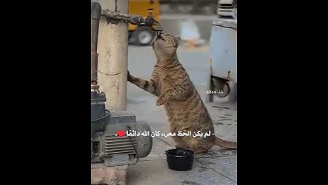 #تلاوة_خاشعة #اكسبلور #روعات #قرأن #لايك #المراه #راحه #ترند #النظافه #تيك_توك
